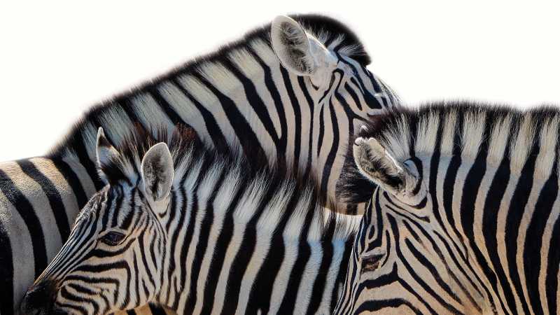Zebra in Etosha National Park | Peter Walton