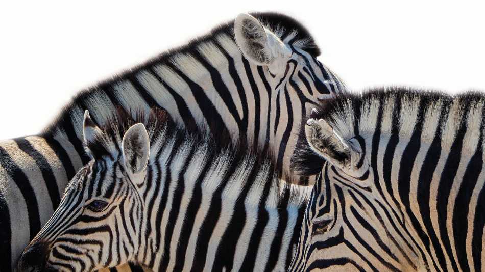 Zebra in Etosha National Park | Peter Walton