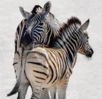 Zebra love in Etosha National Park, Namibia |  <i>Peter Walton</i>