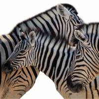 Zebra in Etosha National Park | Peter Walton