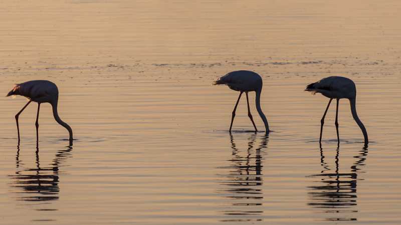 Flamingos feeding at Walvis Bay, Swakopmund | Peter Walton