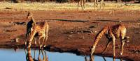 A herd of giraffe drinking from a water hole in Etosha National Park | Sue Badyari