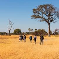 Walking in the Okavango Delta | Peter Walton