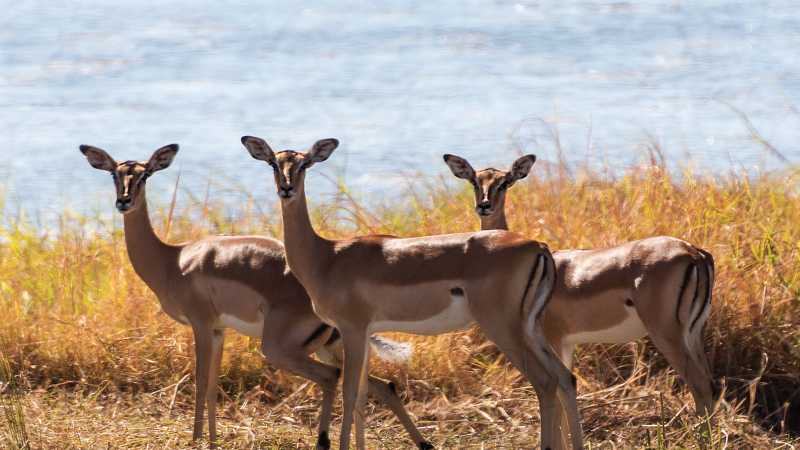 The stunning wildlife rolling around the Okavango River | Peter Walton