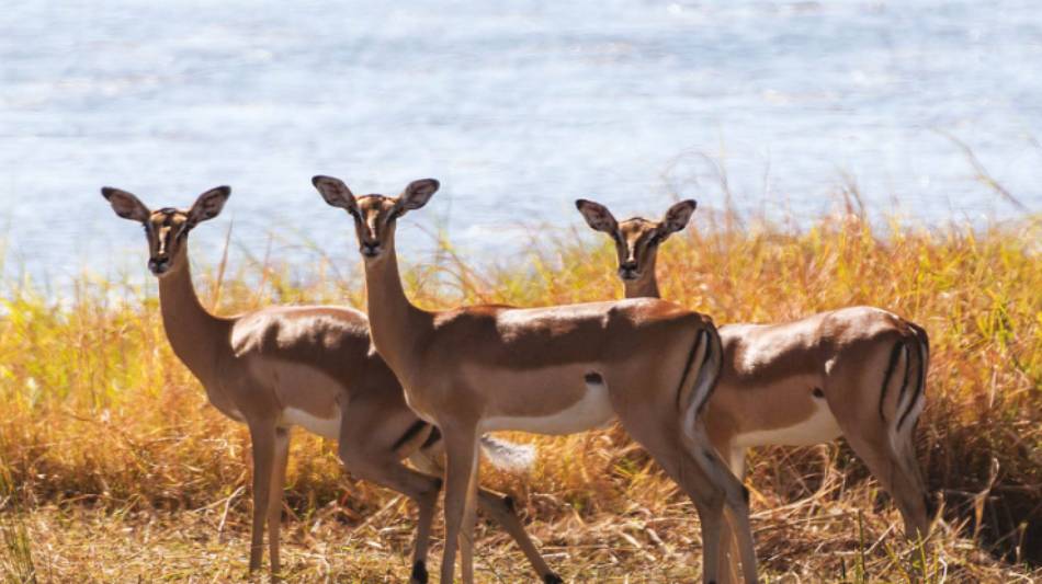 The stunning wildlife rolling around the Okavango River | Peter Walton