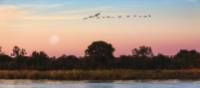 Beautiful birds flying over the Okavango River | Peter Walton