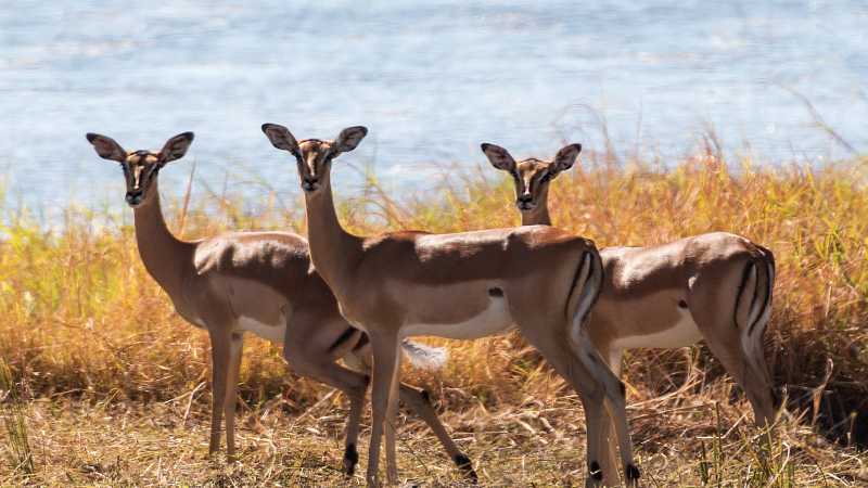 The stunning wildlife rolling around the Okavango River | Peter Walton