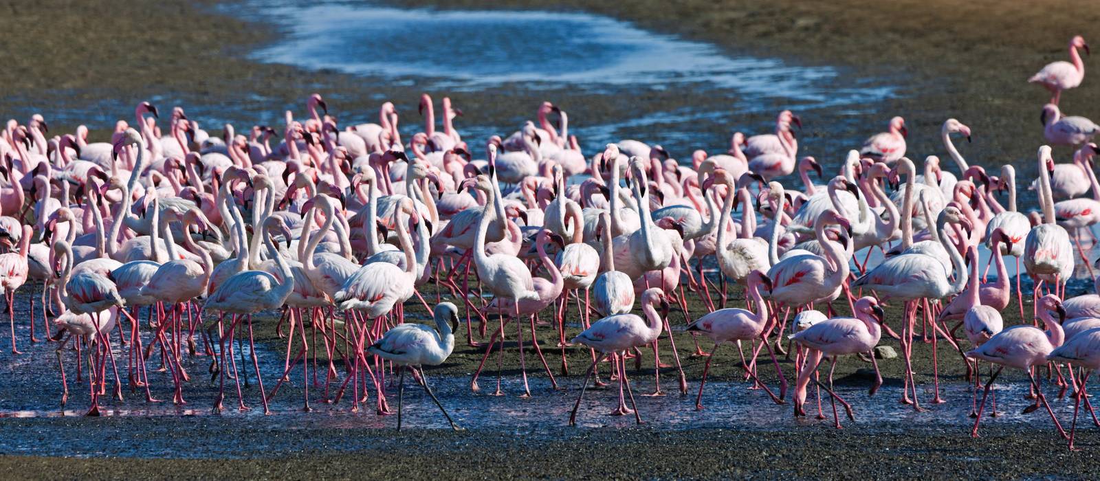 Flamingoes feeding in Walvis Bay |  <i>Peter Walton</i>