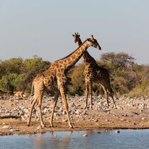 The beautiful wildlife in the heart of the Etosha National Park