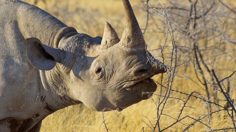 Etosha National Park safari, black rhino browsing on thorny bush - Namibia and Botswana Explorer, Zambia