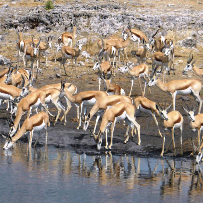 Large pack of Thomson Gazelle down by the waterhole | Gesine Cheung