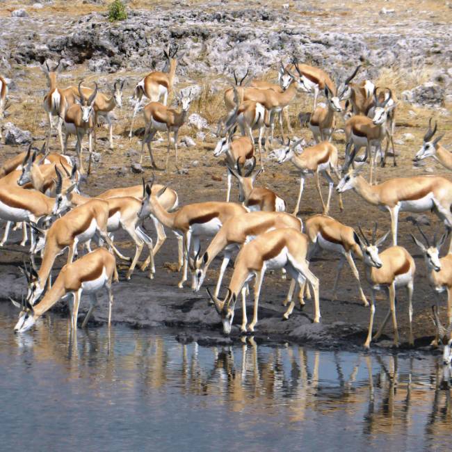 Large pack of Thomson Gazelle down by the waterhole | Gesine Cheung