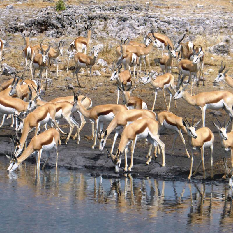 Large pack of Thomson Gazelle down by the waterhole | Gesine Cheung