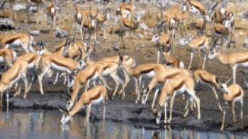 Large pack of Thomson Gazelle down by the waterhole
