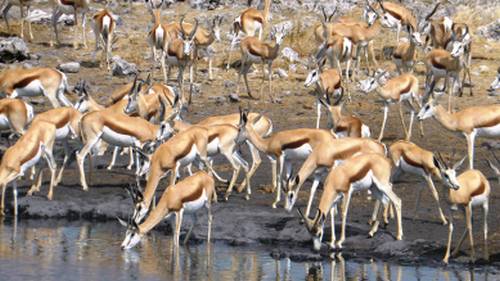 Large pack of Thomson Gazelle down by the waterhole | Gesine Cheung
