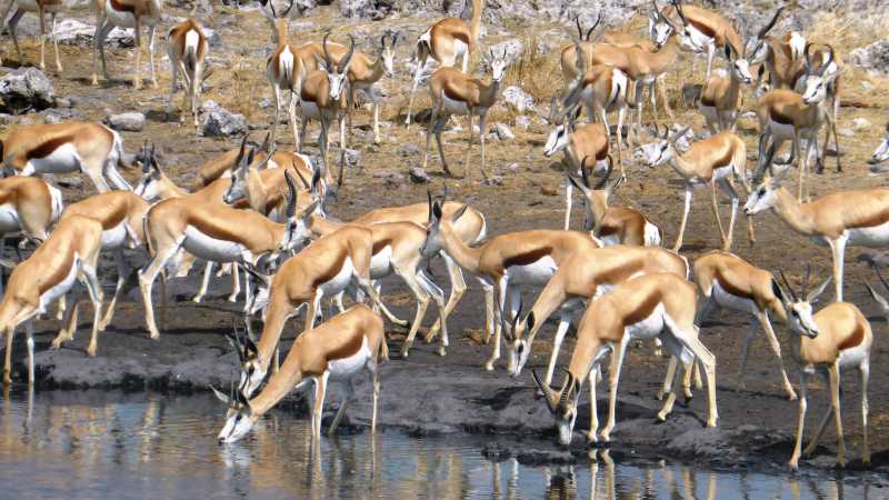 Large pack of Thomson Gazelle down by the waterhole | Gesine Cheung