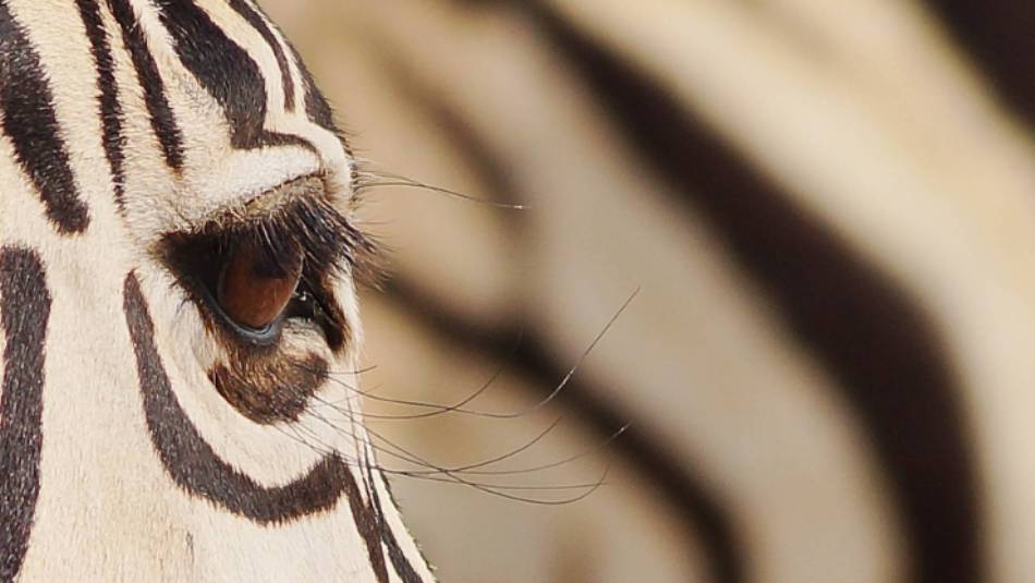 Zebra in Etosha National Park | Alex Peyer