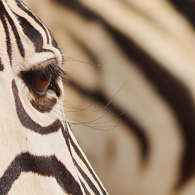 Zebra in Etosha National Park | Alex Peyer