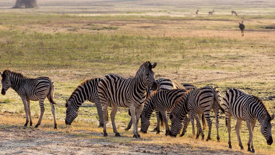 Zebras at Etosha National Park | Peter Walton