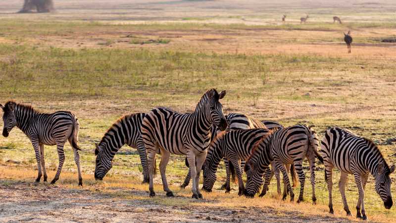 Zebras at Etosha National Park | Peter Walton