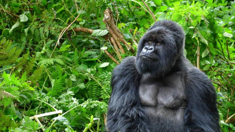 A silverback mountain gorilla