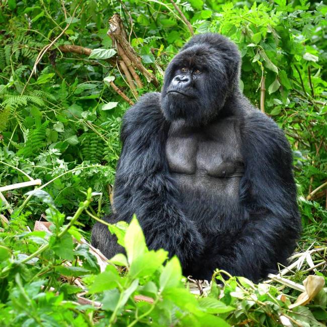 A silverback mountain gorilla