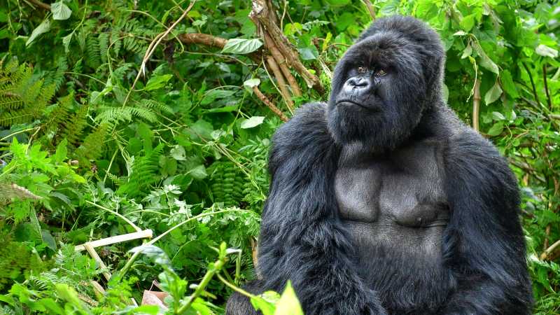 Encounter a silverback mountain gorilla in Rwanda’s forest