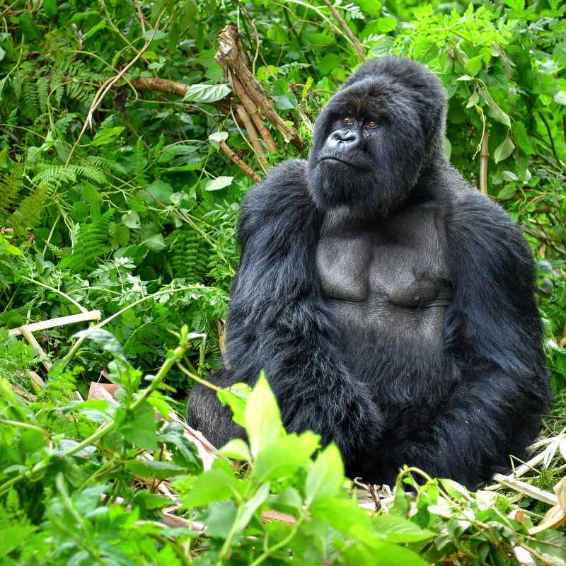 Encounter a silverback mountain gorilla in Rwanda’s forest