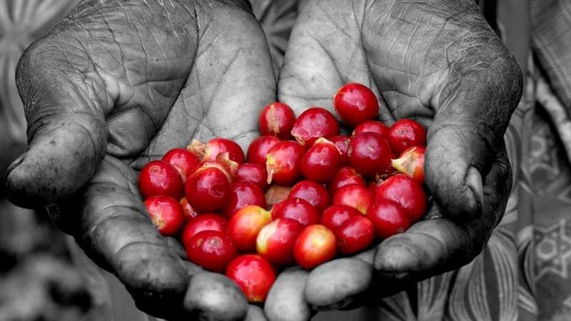 Discover how coffee growing supports local communities in Rwanda | Azizi Life