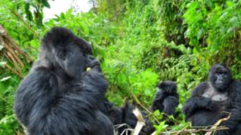Family of mountain gorillas with a silverback, female and baby gorilla in Rwanda,Shutterstock Gorilla trekking in Rwanda afford incredible wildlife experiences