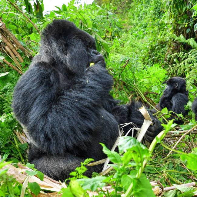 Gorilla trekking in Rwanda afford incredible wildlife experiences