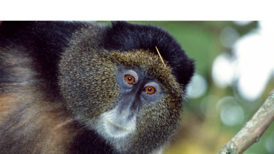 Golden Monkey