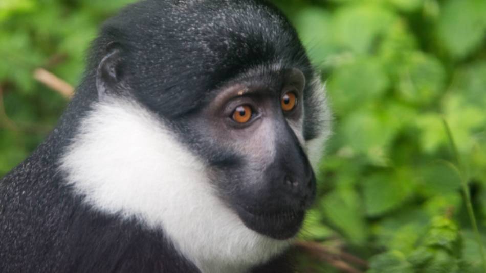 L'Hoest's Monkey