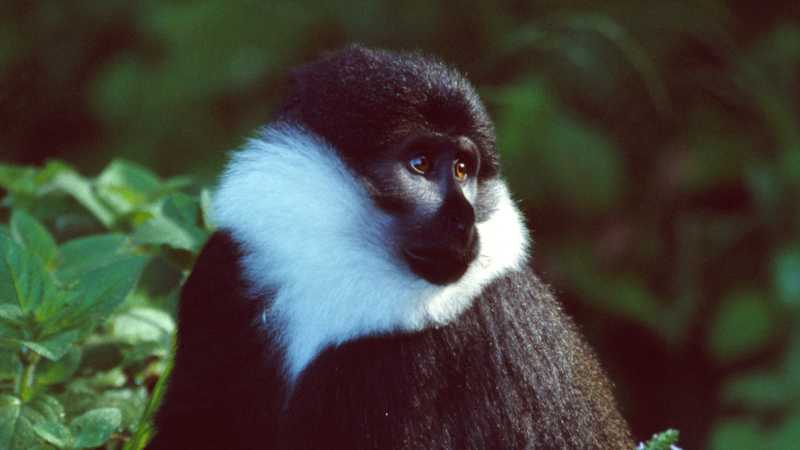 Track black-and-white colobus monkeys through Nyungwe Forest’s lush canopy