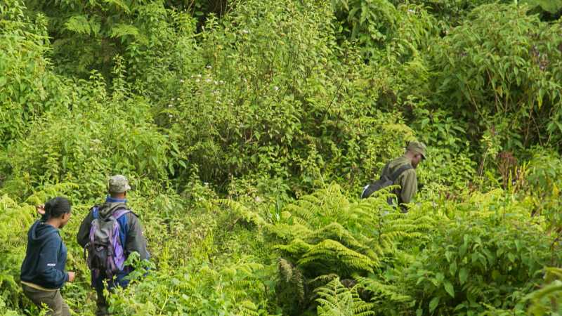 Into the lush rainforest of Volcanoes National Park, the search for mountain gorillas begins.