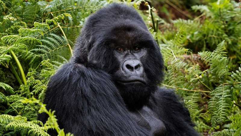 Silverback Mountain Gorilla | Richard Terborg