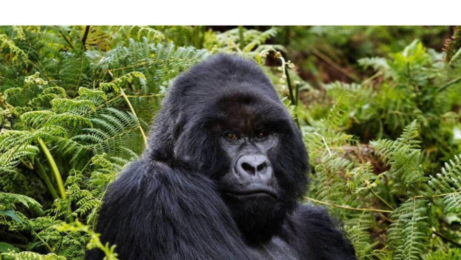 Silverback Mountain Gorilla | Richard Terborg
