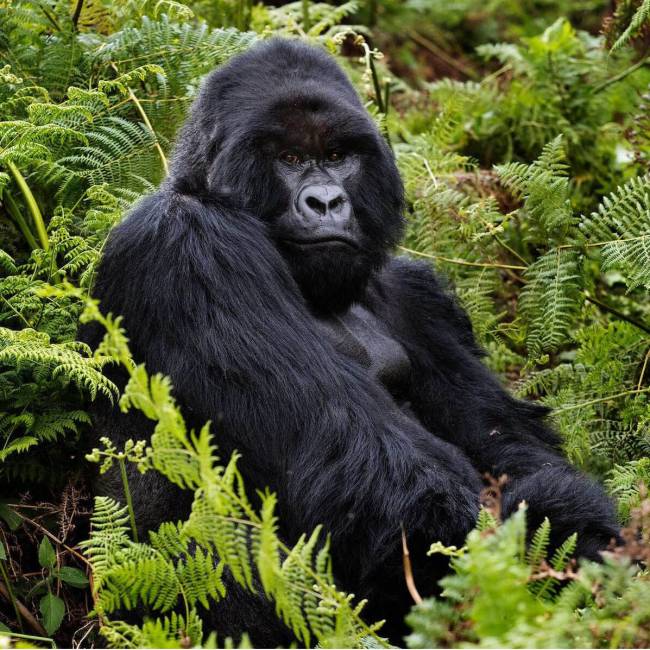 Silverback Mountain Gorilla | Richard Terborg