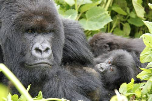 Up close and personal with the Gorillas in Rwanda&#160;-&#160;<i>Photo:&#160;Ian Williams</i>
