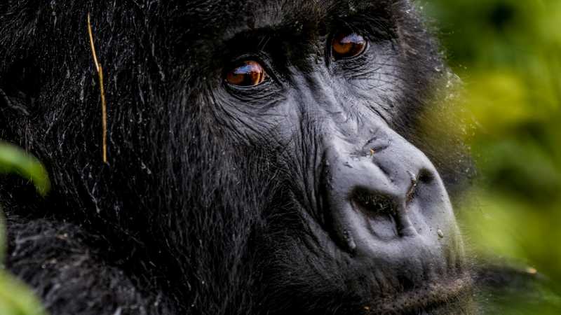 Come face to face with a mountain gorilla in Rwanda’s rainforest | Vysakh R Nambiar