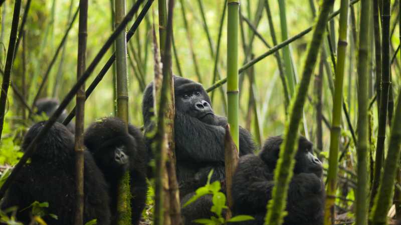 Trek to see mountain gorillas in Rwanda’s bamboo forests, a rare and powerful encounter in the wild. | Visit Rwanda