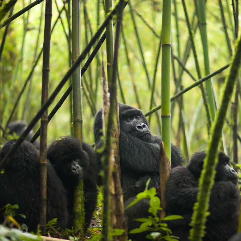 Trek to see mountain gorillas in Rwanda’s bamboo forests, a rare and powerful encounter in the wild. | Visit Rwanda