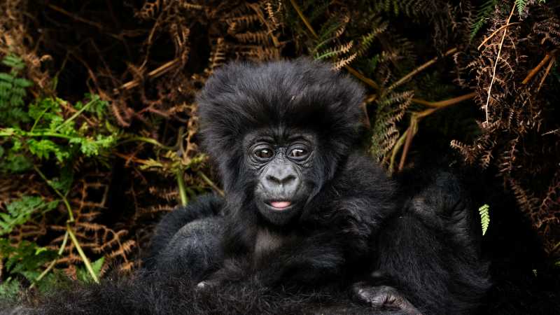 Unforgettable gorilla trekking encounter with a young mountain gorilla in Volcanoes National Park, Rwanda | Richard Terborg