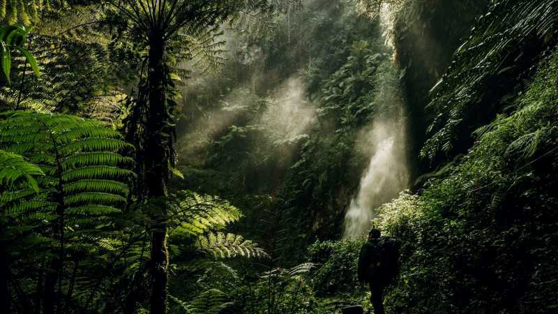 Walk through Nyungwe Forest, one of Africa’s oldest rainforests, surrounded by dense vegetation and birdlife | Visit Rwanda