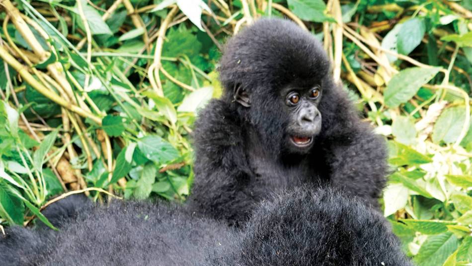 Young mountain gorilla looking rather excited | Gesine Cheung