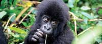 Cute face of an infant mountain gorilla in Rwanda | Gesine Cheung