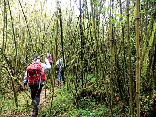 Trekking through Volcanoes National Park in search of mountain gorillas&#160;-&#160;<i>Photo:&#160;Gesine Cheung</i>