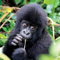 Cute face of an infant mountain gorilla in Rwanda | Gesine Cheung