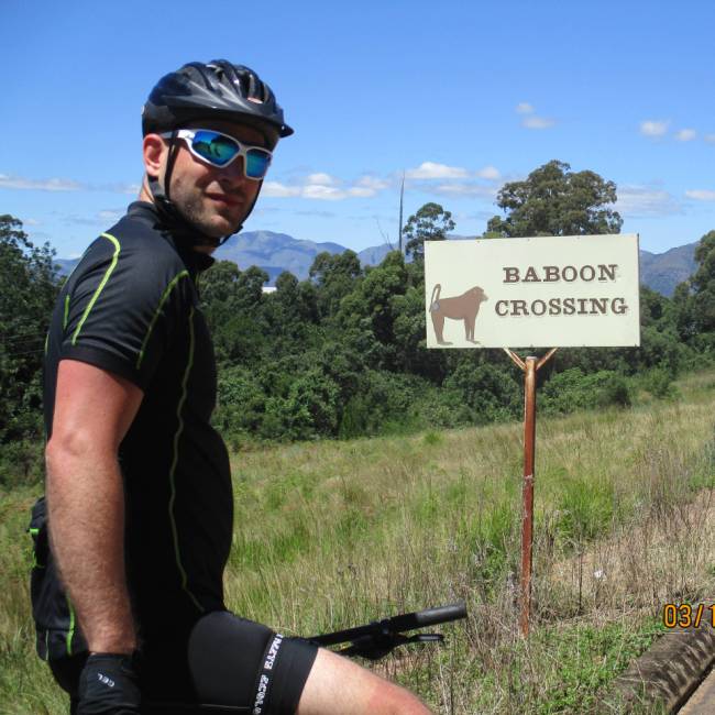 Baboon Crossing whilst cycling in South Africa
