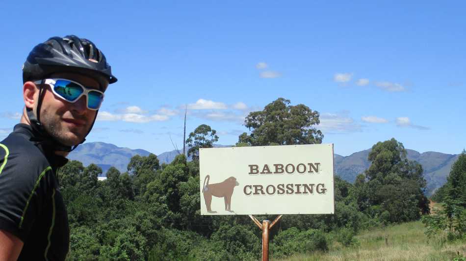 Baboon Crossing whilst cycling in South Africa